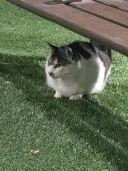 야간 산책 중 식빵 자세 고양이 발견