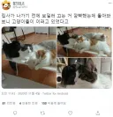 보일러 끄고 나가는 걸 깜박한 집사 jpg.