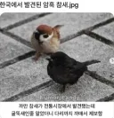 한국에서 발견된 암흑 참새