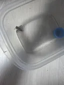 이거 여왕 꿀벌 맞나요??