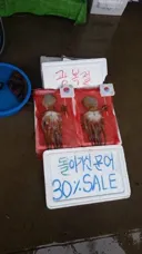 광복절을 축하하기 위해 육지로 올라온 바다 친구들