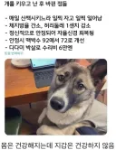 개를 키우고 난 후 바뀐 점들