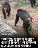 침팬지들의 유행