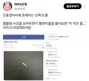 곤충 갤러리에 존재한다는 암묵적인 룰 (벌레 사진 있음)