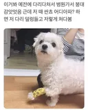 다쳐서 붕대감은 강아지 어디아파?하면 다리 덜렁들고 쳐다봄