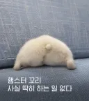 햄스터 꼬리의 엄청난 역할