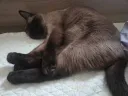 우리집 고양이 나 자고 있는데 와서는....