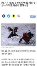 "이름을 밝혀라 치킨!!"