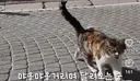 부르면 길 건너 오는 튀르키예 수다 냥이