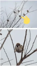 혼자만 이상하게 앉아있는 참새