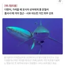 다랑어가 몸 가려울 때 하는 행동