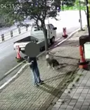 자기 개가 고양이를 물어죽이는데도 방관한 유튜버(동물학대 처벌 탄원서 링크 첨부)
