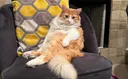 '뚱냥이' 위한 비만약 나오나…고양이용 비만치료제 임상 돌입