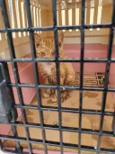 우리 첫째 고양이 벌써 1500일이나 됨