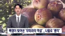 요즘 대자연이 ppl중인 과일.jpg