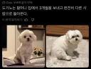 할머니네 집에 맡겨진 강아지의 최후.jpg