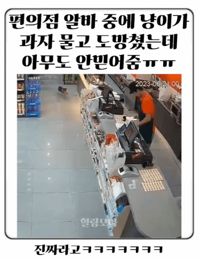 편의점 알바 중에 냥이가 과자 물고 도망쳤는데 아무도 안 믿어줌