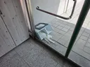 실시간 사무실 고양이