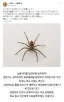 농발거미 익충이긴한데 사람 SAN치를 너무 떨굼
