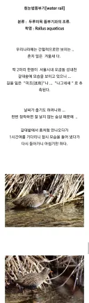 조류 동호회 회원들이 망연자실한 이유.jpg