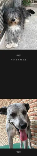 삽살개 삭발 전&후