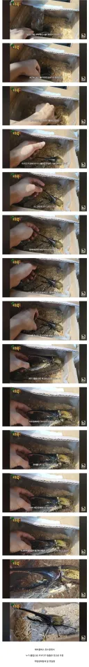 우리나라 야생에서 잡힌 희귀 곤충.jpg