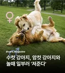 수컷 강아지, 암컷 강아지와 놀때 일부러 '져준다'