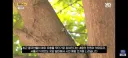 한강 샛강공원에서 매미 싹쓸이 해간다는 중국인들