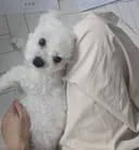 고객집 방문했는데 강쥐 넘귀여워ㅜㅜㅜ