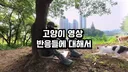 새덕후 "난 여성혐오자, 고양이 혐오자 절대 아니다"