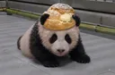 강바오가 픽한 막둥바오 이름🐼🩵