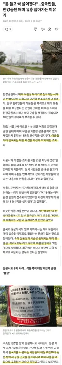 중국인들이 매미 유충을 잡아가는 이유?