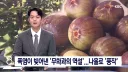 폭염 속에서 풍작을 이뤄낸...