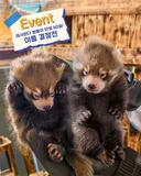 남매 아기 레서판다 이름을 지어주세요!