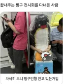 인간 사회에 숨어든 펭귄