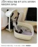 싸구려 화장실 쓰던 강아지 대참사