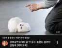 개인적으로 손에꼽는 강형욱 레전드 썸네일