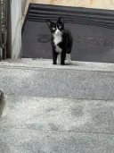 출근 막는 졷냥이