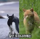 고양이가 있다구요? 저희 소관이 아니네요.......