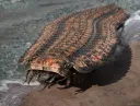 "지구에 있었던 거대한 벌래이자, 생긴 것과 다르게 초식성인 동물"