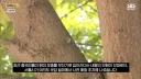현재) 난리난 중국인들 매미유충 싹쓸이 ㄷㄷ