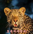 문재인 대통령이 이전에 북미회담 후보지였던 몽골에 방문한다는 소문