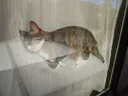결국 산채로 박제 되어버린 냥이 jpg.