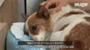 ??: 나 집이 좁아서 강아지 임보나 입양 못해