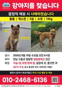 🚨 전남 고흥에서 유실된 강아지 '돌돌이'를 찾아요🚨 (제보가 하나도 없어요 한번만 봐주세요ㅜㅜ)