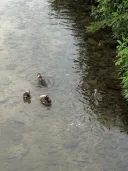 오리