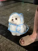 강아지 안 귀여우면 오늘 저녁 안먹음.jpg