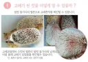 고슴도치 ㅅㅅ 흔적