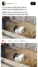 길냥이와 친해진 시골 댕댕이