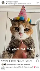 고양이 머피의 27번째 생일 축하 파티